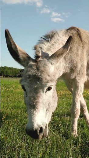 World Donkey Day 📝📝