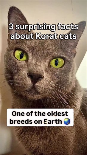 Leia Le Chat 😺 on Instagram: "Not a Russian Blue. Not a Chartreux. A piece of history. 📜✨ I often get asked what breed Leia is. When I say “Korat”, people usually haven’t heard of it. Yet, they are one of the oldest stable cat breeds in existence! Unlike many breeds created by humans mixing cats together, the Korat is a natural breed. They appeared naturally in Thailand centuries ago and haven’t changed much since their first mention in the “Cat-Book Poems” (Tamra Maew) around 1350 AD. Because