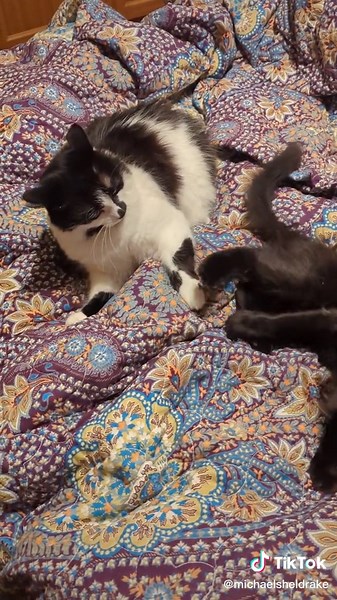 Peewee and Lazy Boy Cat Saga