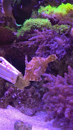 Stanley gets down on Sea Veggies 🌊 🥦 🥕 🐟 🐠 🪸💛 💚 #fish #saltwateraquarium #reeftank #aquarium #fishtank