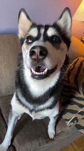 Maya reacts to a furby doll!😳 #furby #huskiestalk #petslover | Maya Husky