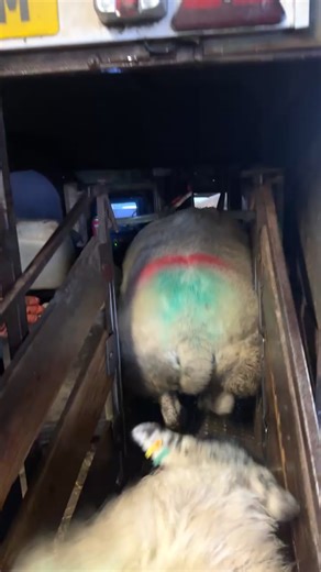 31K views · 175 reactions | 擄 Scanning day 擄 Sometimes it goes...