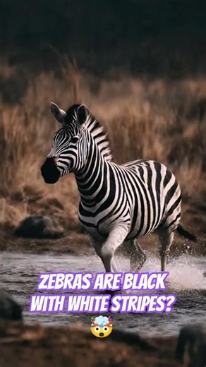 Zebras are BLACK with white stripes? 🤯