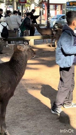 バスに乗る鹿🥰観光客の女の子が鹿せんべいを与え、お辞儀を交わす