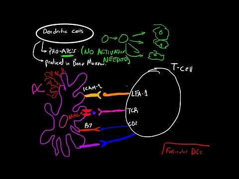 Immunology - Dendritic Cells and Antigen Presentation