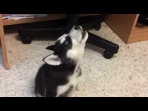 Husky puppy howling