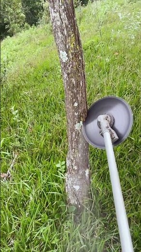 Safe Tree Cutting Method 🎉 Step-by-Step Tree Removal Guide for Beginners 👍 #shorts