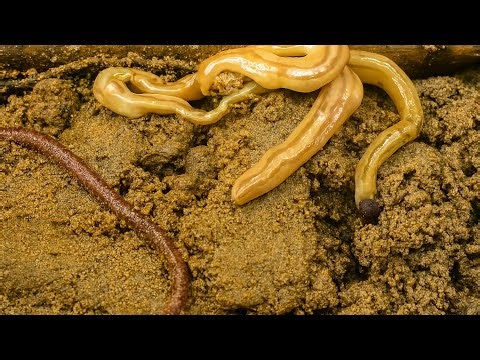 "What’s Hiding Inside? Let’s Discover the Creatures Together!"