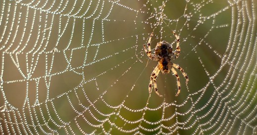 Free Spider Preschool Lesson Plans