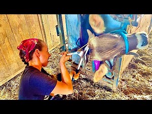 Dehorn BULLS with rubber?! Callicrate Smart Bander Kit and Gorilla Tape used!