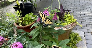 Norfolk Botanical Garden's butterfly exhibit rated best in the country
