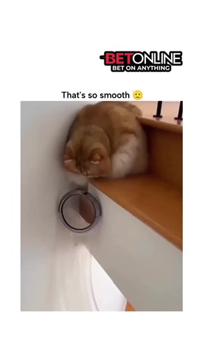 Multiverse ™🇺🇸 | The post features a 7-second video of an orange tabby cat impossibly contorting through a narrow vertical wall slit on stairs, captioned... | Instagram