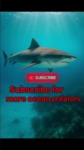 This Shark Eats Anything | Tiger Shark Explained