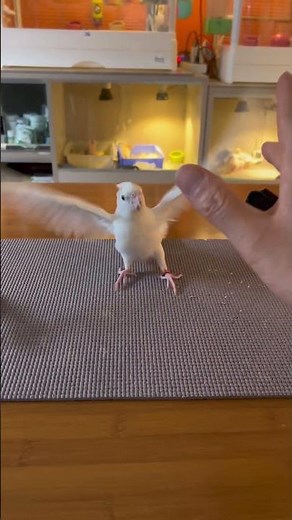 60-Day Hand-Raised Cockatiel: Daily Life of a Hand-Raised Bird, Cute Pet, Cockatiel, Parrot