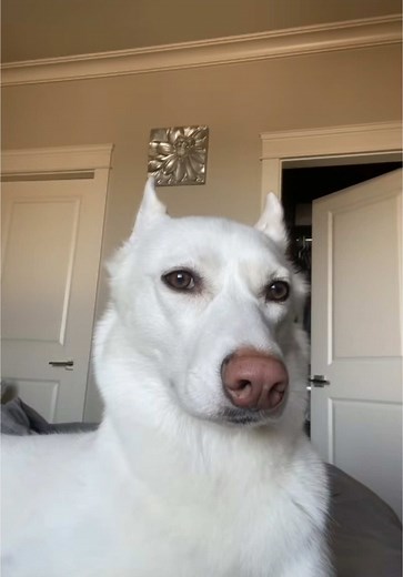 ScreamingAva on TikTok