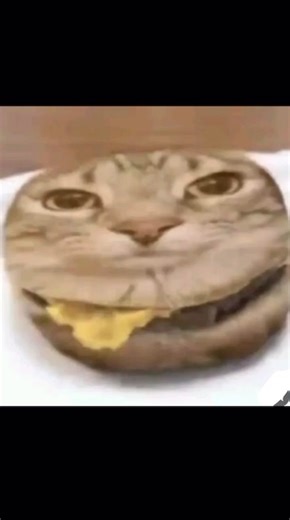 Hilarious Cat Memes That Will Make You Smile