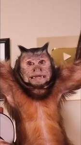 MonkeyBoo DDS #monkey #playtime #fun #Dental | MonkeyBoo