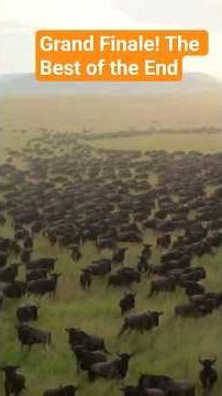 Grand Finale! The Best of the End #GrandFinale #EpicEnding #Climax #VideoReel #FinalMoments