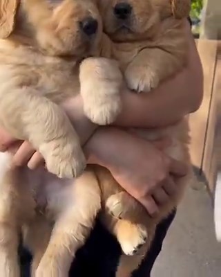 This puppy is too cute to handle 🐕💜