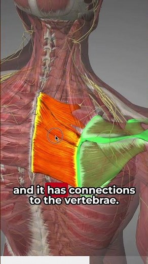 Pain Between The Shoulder Blades 😨