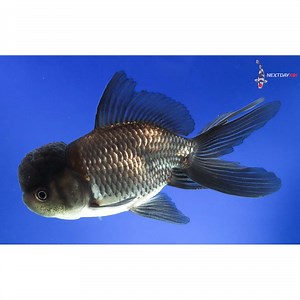 5” Imported Blue Oranda