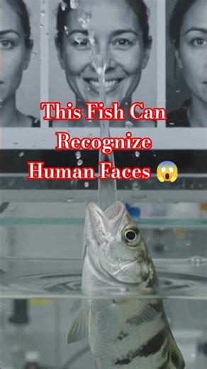 This Fish Can Recognize Human Faces 😱 #FishFacts #SmartAnimals #WildlifeResearch #ScienceFacts