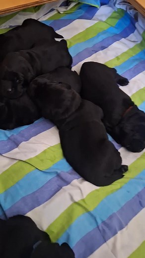 2.2K views · 99 reactions | Lucy's Puppies 2 week old Today. Hasn't that gone quick. Eyes open. Starting to walk. Good job Lucy. #Arroserfamiliesarethebest #arroserlabradors #arroser #blacklabrador #labrador #puppy #puppies | Arroser Labrador | Facebook