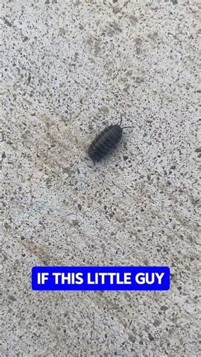 “The Roly-Poly Lesson: Small Actions Matter”