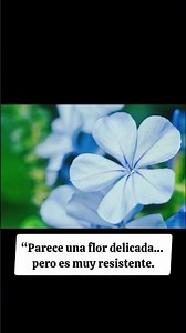 “El secreto de esta flor azul que casi nadie conoce 💙✨”#Shorts