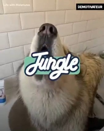 Ce chien a horreur des bains ! 😂 | Demotivateur