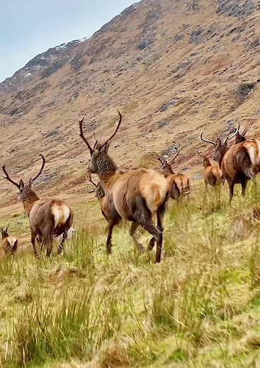 Elk with Majestic Antlers in Natural Habitat