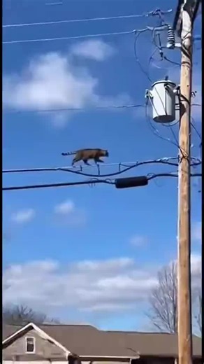 Understanding Animal Fur Dynamics and Behavior