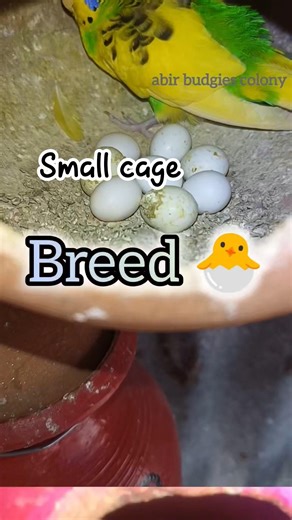 Small Cage May Breeding🥚🦜breeding in small cage #shorts #viral #budgies