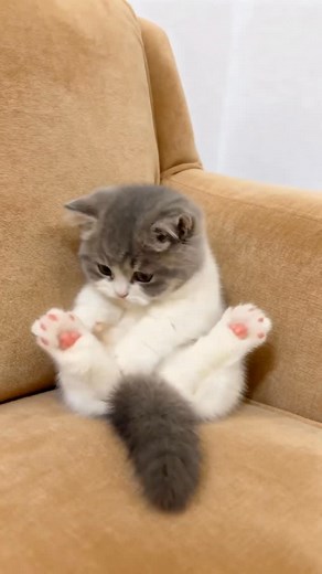335K views · 729K reactions | Just a tiny kitty ball of fluff… wondering about life and paw choices 梁 Those pink toe beans are pure therapy  #cat #kitty #kitten #catlover #funny | Wish Ai Creator | Facebook