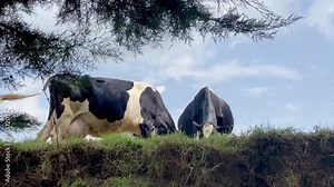 Video of holstein dairy cow with very large udders full of milk with blue sky and some clouds in the background looking at the camera.