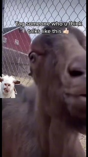 Goat Speaking Gibberish Meme Compilation