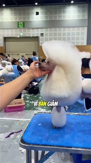 Dog grooming contest 🐩