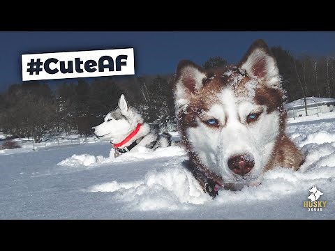 Huskies Playing in Deep Snow | Husky Squad