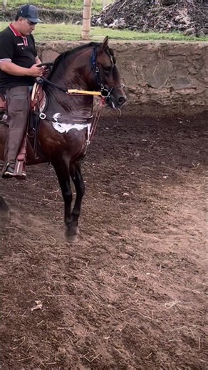 Criadero Villa Enela on Instagram: "Triple Elegido🥇🇨🇴 Múltiple campeón Trochador P2 del país. En un altísimo nivel, Caballo reproductor élite con excelentes figuraciones y crías extraordinarias. Valor servicio X $1.500.000💰 Unidades Limitadas. INFO Watsapp 📲3053547453 [Elegido de la Virginia x Tripleta FC🏆Campeona Nacional, Mundial🥇Y Fuera de concurso🔝🇨🇴] INFO Watsapp 📲3053547453 #caballoscolombianos #caballoscolombia #caballoscriolloscolombianos #caballocriollocolombiano #caballocolo