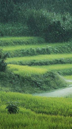틀자마자 기절하는 시골 논길 빗소리, sleep rain sound #rain #rainyday #rainasmr #relaxing #relaxingsounds