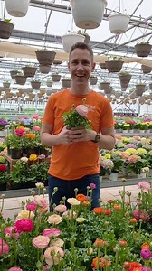 10K views · 340 reactions | Who’s excited for Ranunculus Care 101?!  Whether you’re planting them outdoors in a container, or keeping them inside as seasonal decor, Will gives us the scoop on how to help these beauties live their best life. | Heeman's | Facebook