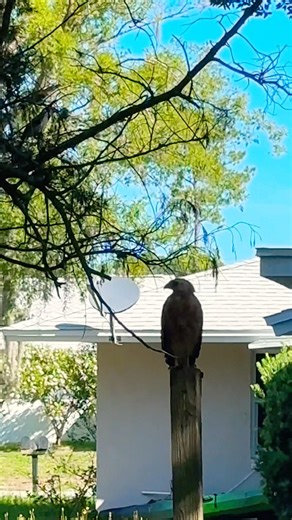 Hawk Mobbed by Blue Jay #shorts #birds #bird #animals #wildlife #nature #usa