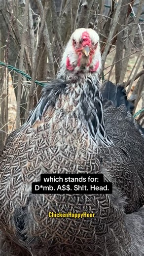 DASH AWAY ALL!!! #wordoftheday #chickens #funnyanimals #dash #chickensofinstagram #comedy #sarcasm #chickenhappyhour | Chicken Happy Hour