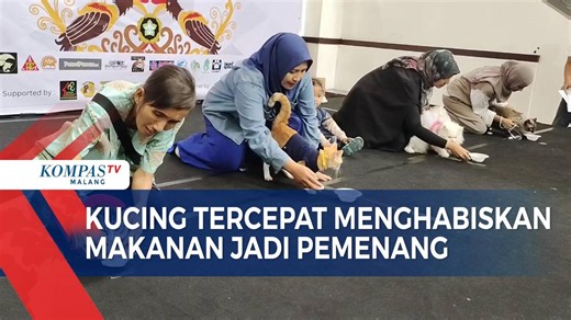 Lucu dan Menggemaskan! Adu Cepat Lomba Kucing Makan