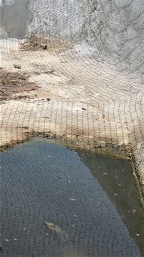 【26 06 20】【生物観察】池を泳いでいるスッポン 3