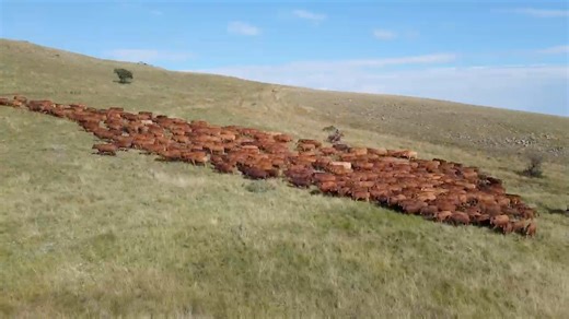 Born in Australia. Thriving in South Africa. The Droughtmaster is now officially a registered cattle breed in South Africa and it’s rapidly becoming the beef breed of choice for cattlemen nationwide. Celebrated for its adaptability to diverse markets and challenging environments, the Droughtmaster delivers quality, resilience, and results. Watch the latest promotional video and see why this breed is shaping the future of beef production in South Africa. Droughtmaster SA | Droughtmaster Australia