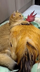 Family | Amazing Life Channel