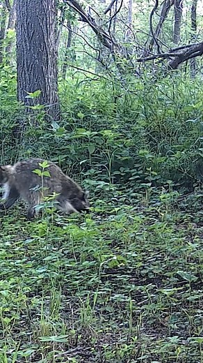 Nature FUZZ Balls!!! | ThisOutdoorsman