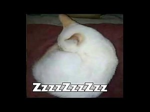 Camilo zzzz meme