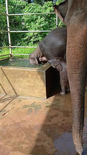 baby elephant asking for water - bayi gajah minta minum